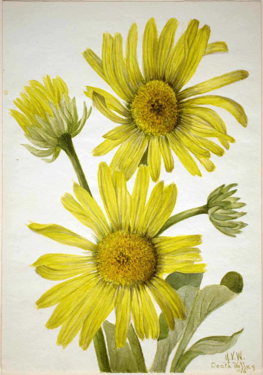 Satinleaf Goldenhead (Enceliopsis covillei) tekijältä Mary Vaux Walcott