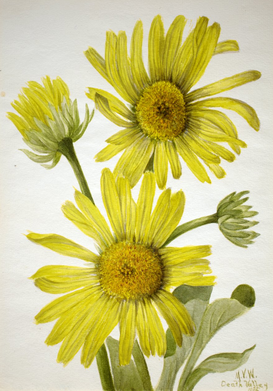 Satinleaf Goldenhead Enceliopsis covillei, 1935. tekijältä Mary Vaux Walcott