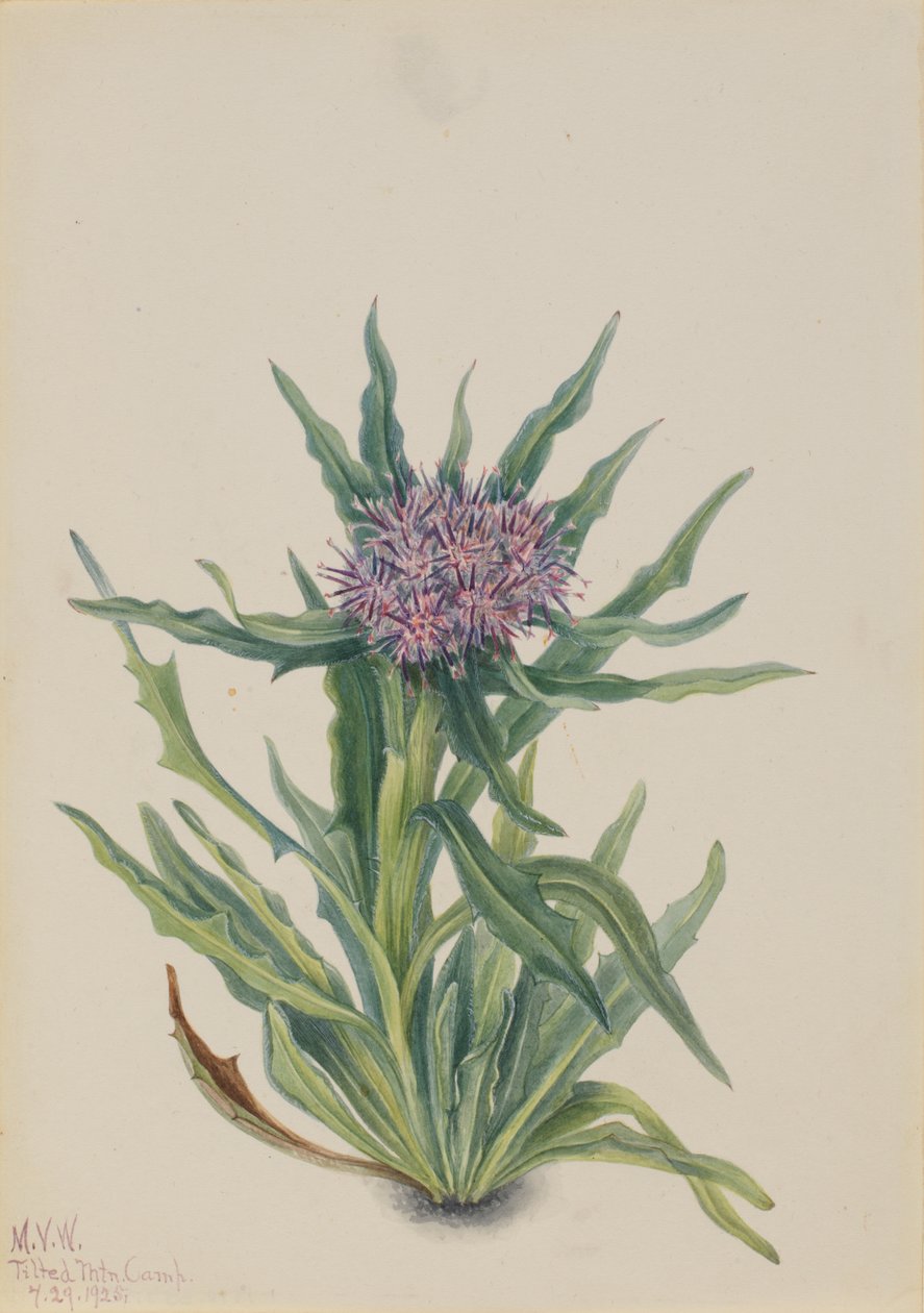 Saussurea Saussurea densa, 1925. tekijältä Mary Vaux Walcott