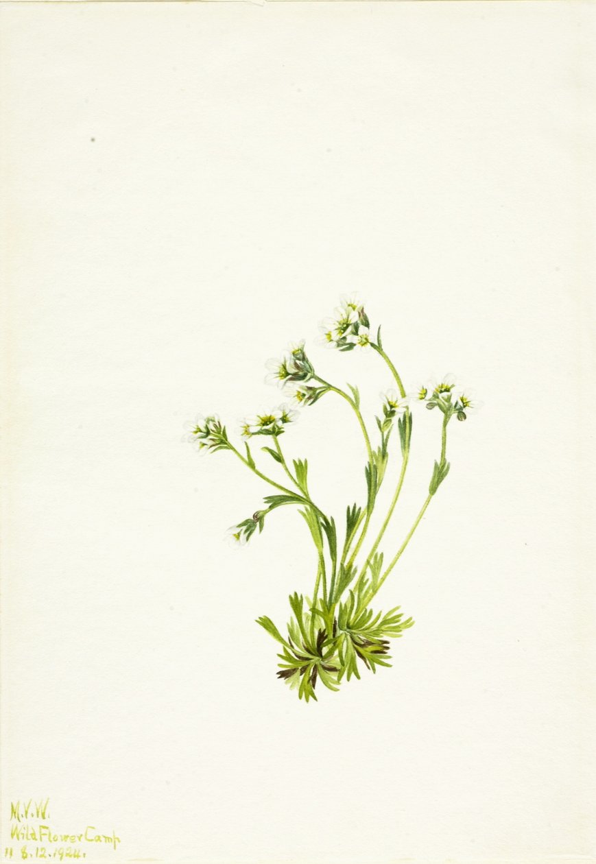Sipulikukka (Saxifraga caespitosa) tekijältä Mary Vaux Walcott