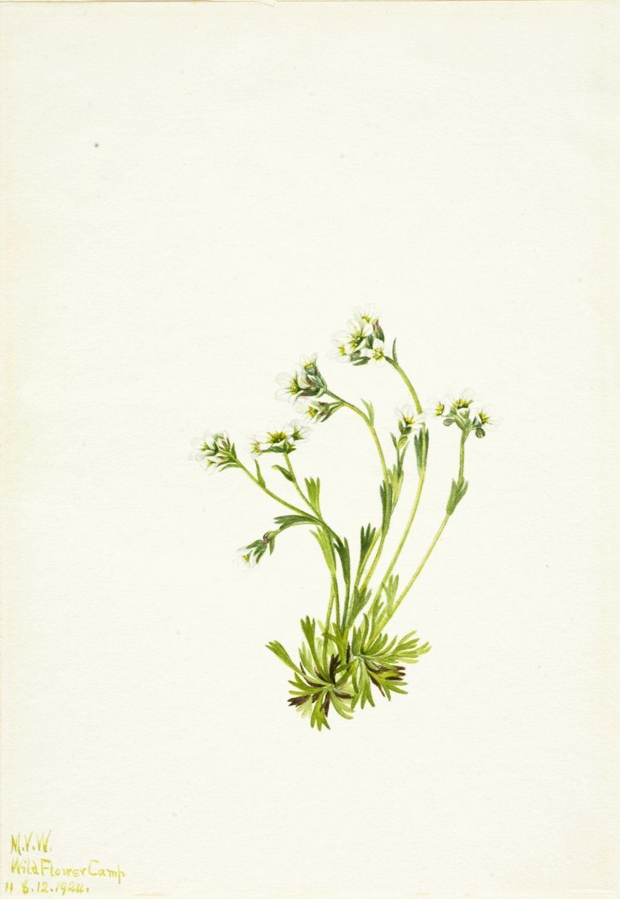 Saksifrage Saxifraga caespitosa, 1924. tekijältä Mary Vaux Walcott