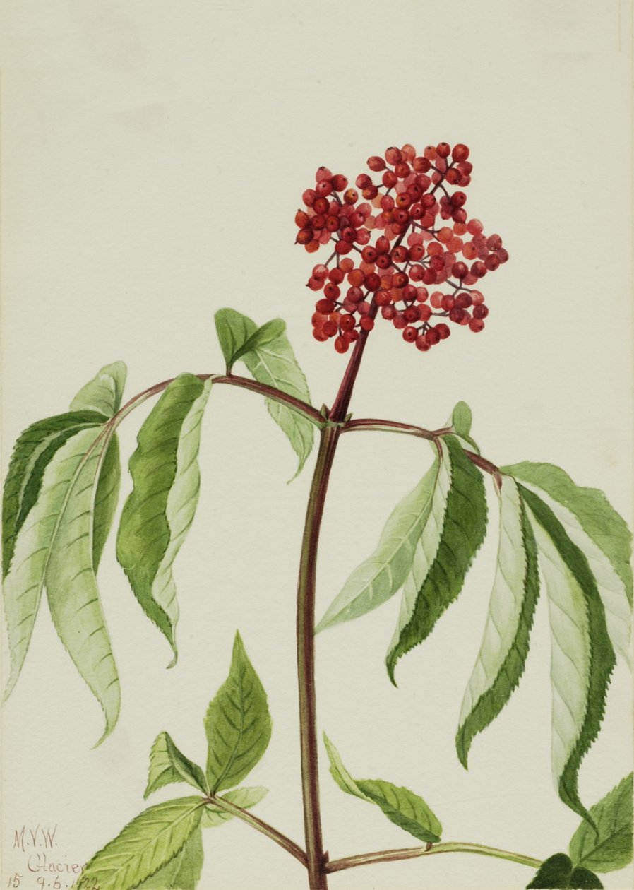 Scarlet Elder Sambucus pubens, 1922. finlandès tekijältä Mary Vaux Walcott