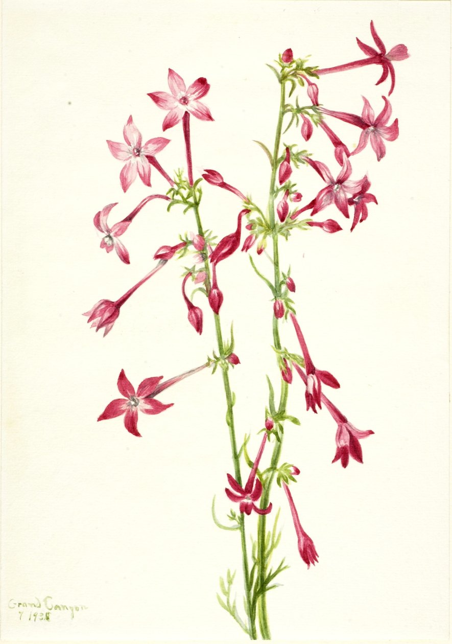 Scarlet Gilia (Gilia aggregata) tekijältä Mary Vaux Walcott