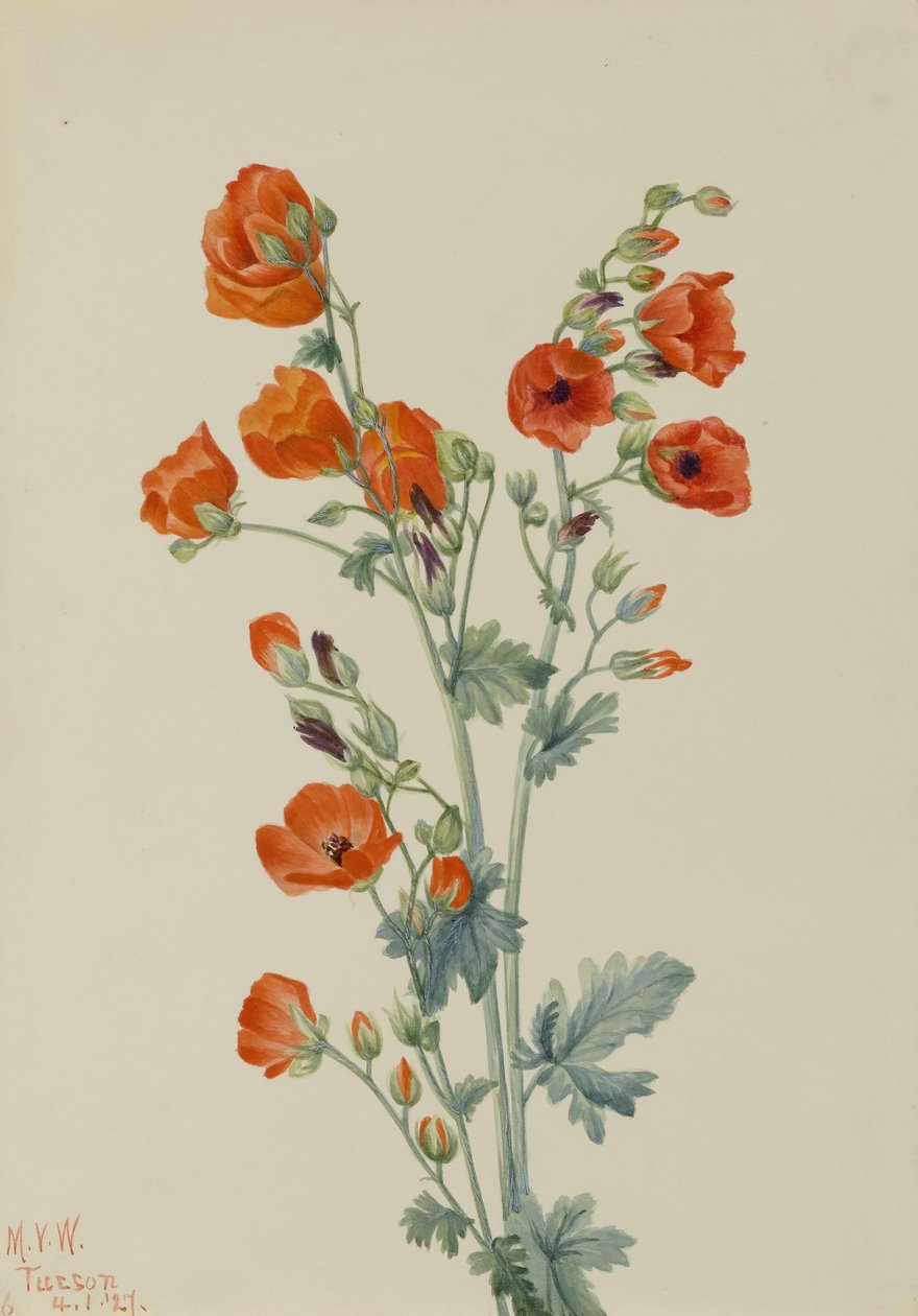 Scarlet Globe Mallow (Sphaeralcea grossulariaefolia) tekijältä Mary Vaux Walcott