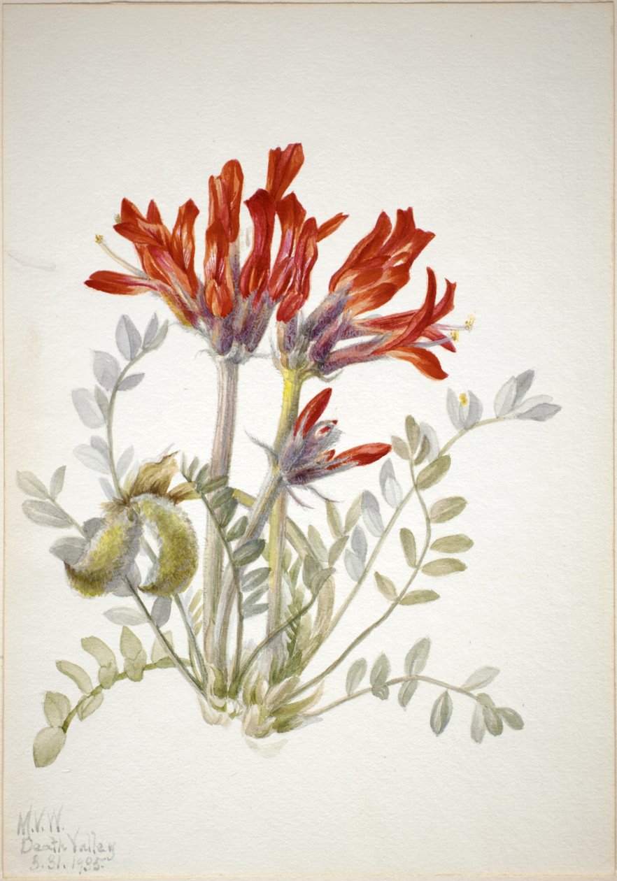 Scarlet Loco (Astragalus coccineus) tekijältä Mary Vaux Walcott