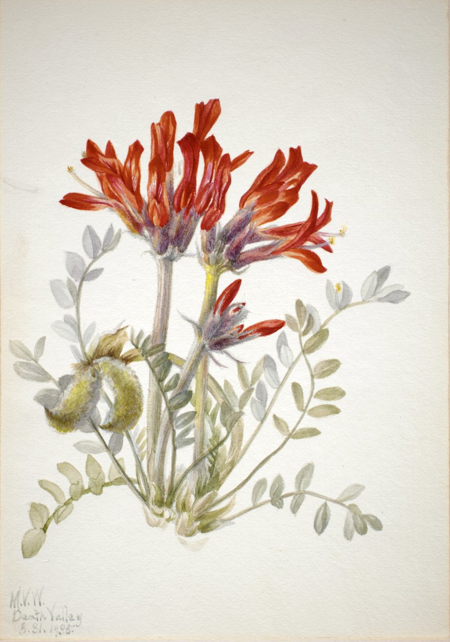 Scarlet Loco Astragalus coccineus, 1935. tekijältä Mary Vaux Walcott