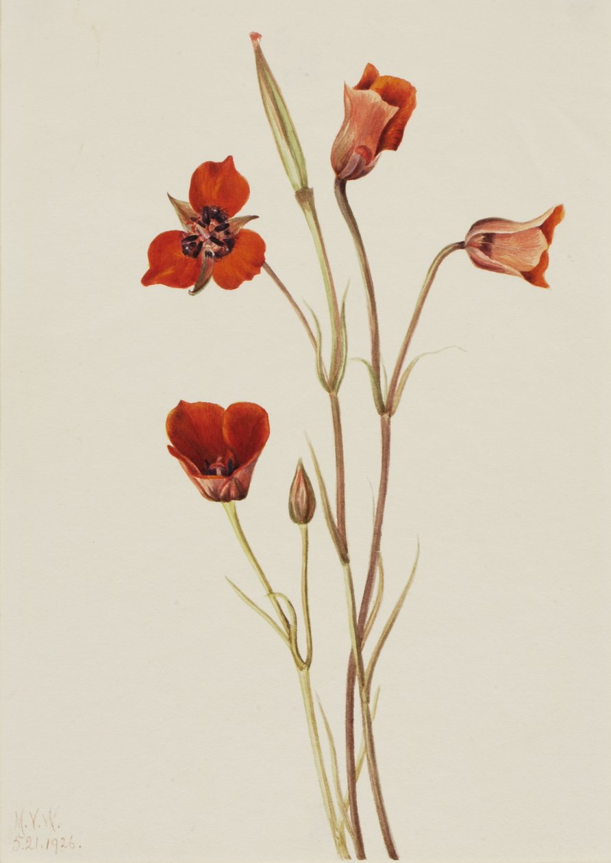 Scarlet Mariposa Calochortus kennedyi, 1926. tekijältä Mary Vaux Walcott