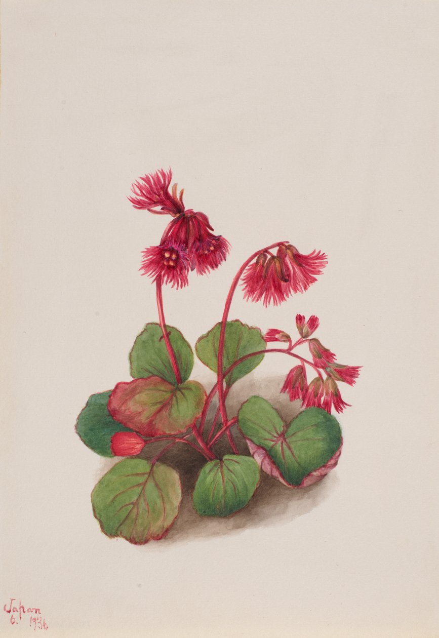 Schizocodon soldanelloides, 1936. tekijältä Mary Vaux Walcott