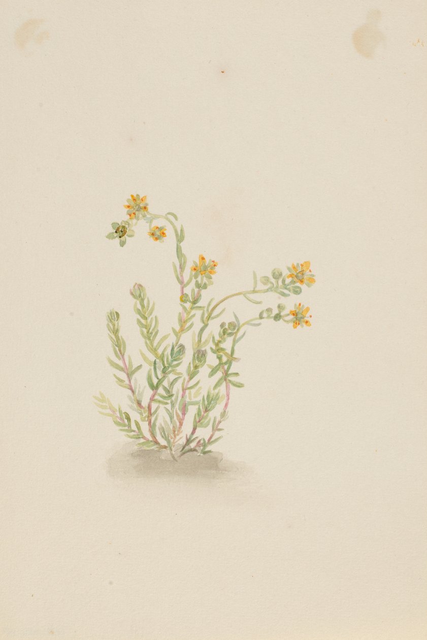 Sedum stenopetalum tekijältä Mary Vaux Walcott