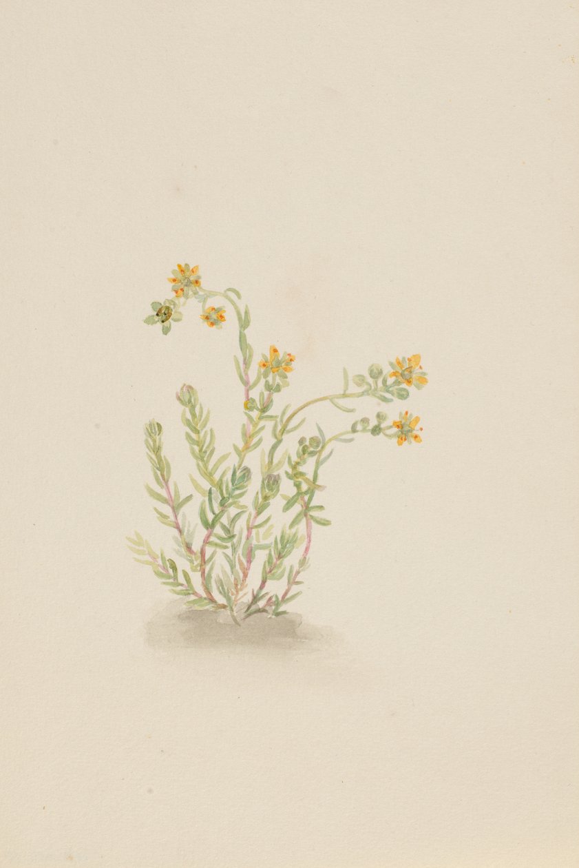 Stenopetal kasvi, n. 1917-1918. tekijältä Mary Vaux Walcott