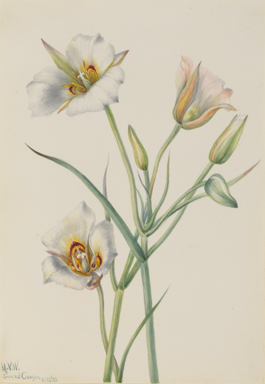 Sego Lilja (Calochortus nuttallii) tekijältä Mary Vaux Walcott