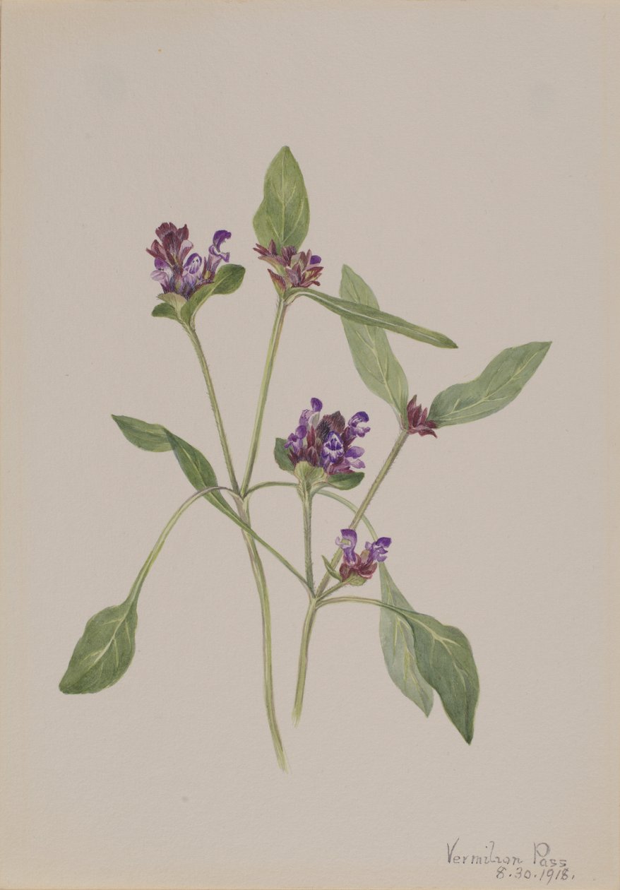 Self-Heal (Prunella vulgaris) tekijältä Mary Vaux Walcott