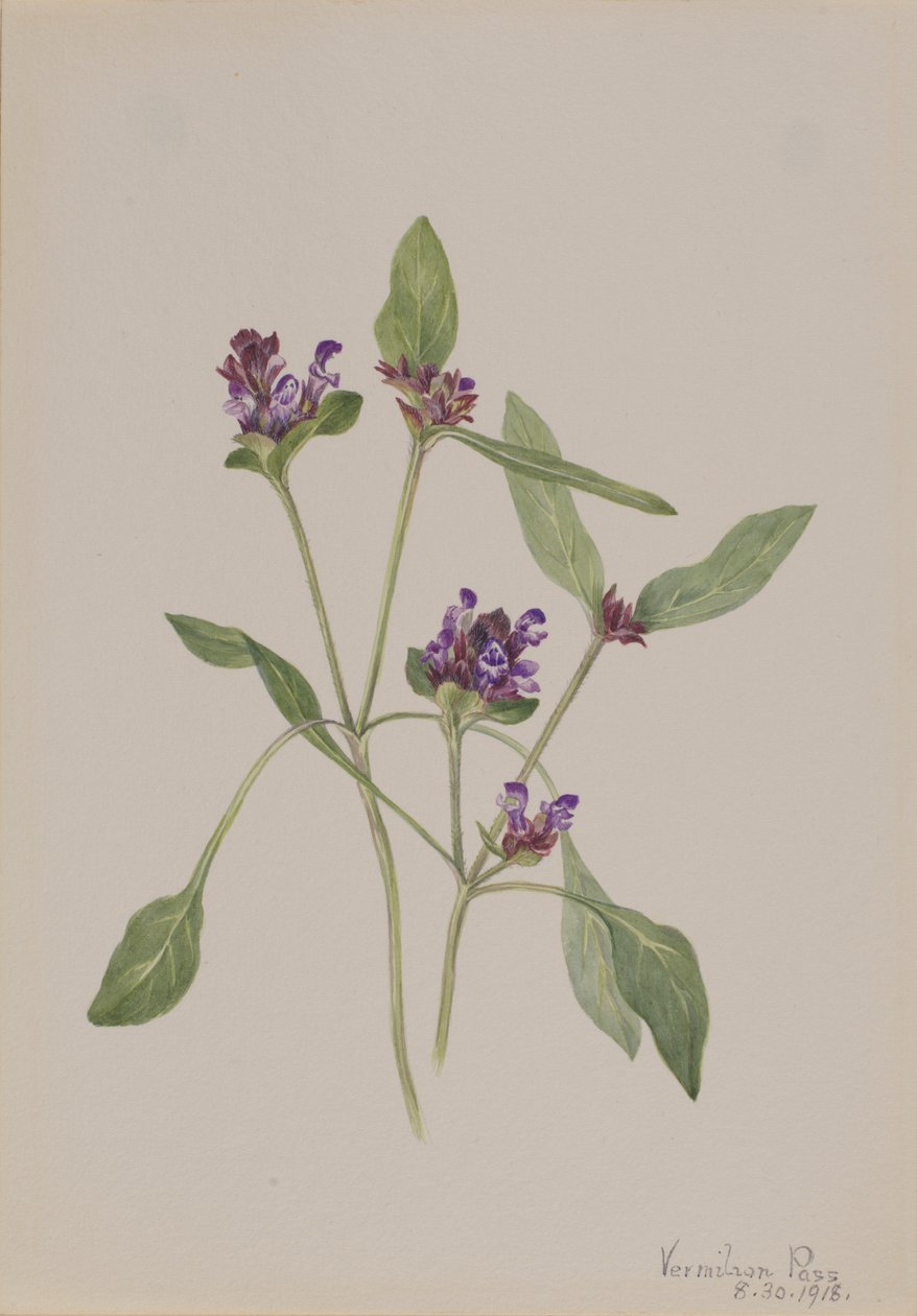 Itseparantava Prunella vulgaris, 1918. tekijältä Mary Vaux Walcott
