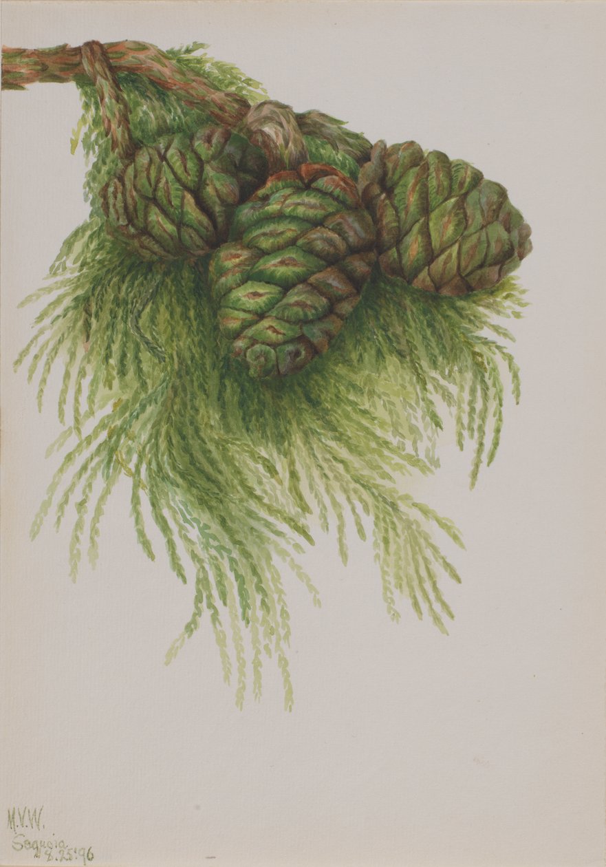 Sequoia Sequoia gigantea, 1896. tekijältä Mary Vaux Walcott