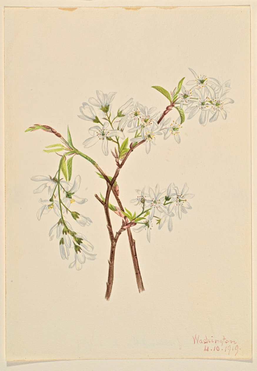 Varjopensas (Amelianchier oblongifolia) tekijältä Mary Vaux Walcott