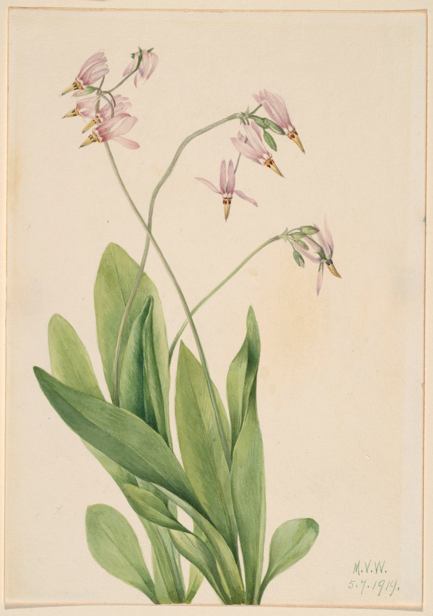 Tähdenlento (Dodecatheon meadia) tekijältä Mary Vaux Walcott