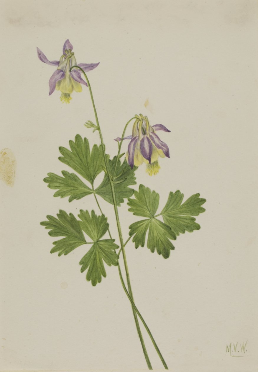 Lyhytkasvuinen akileija (Aquilegia brevistyla) tekijältä Mary Vaux Walcott