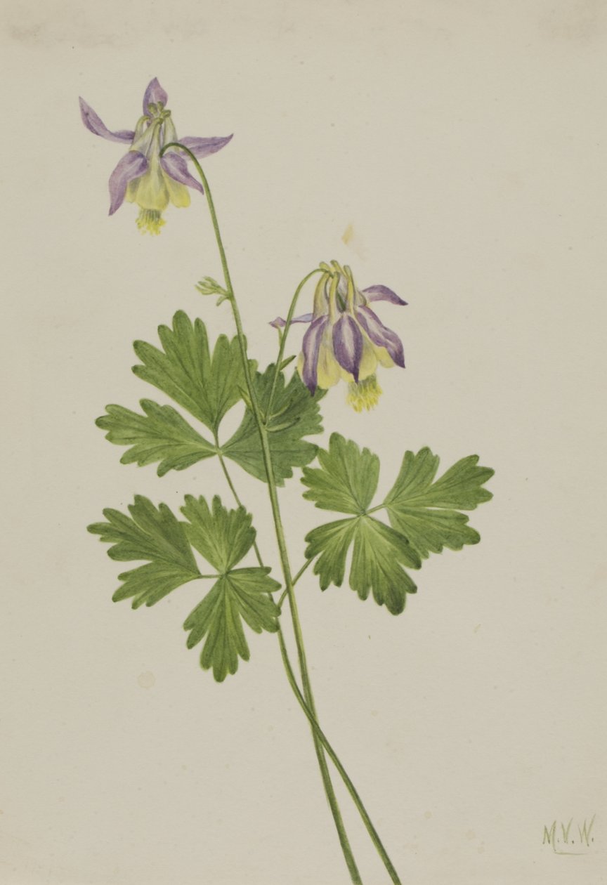 Shortspur Columbine Aquilegia brevistyla, 1907. tekijältä Mary Vaux Walcott