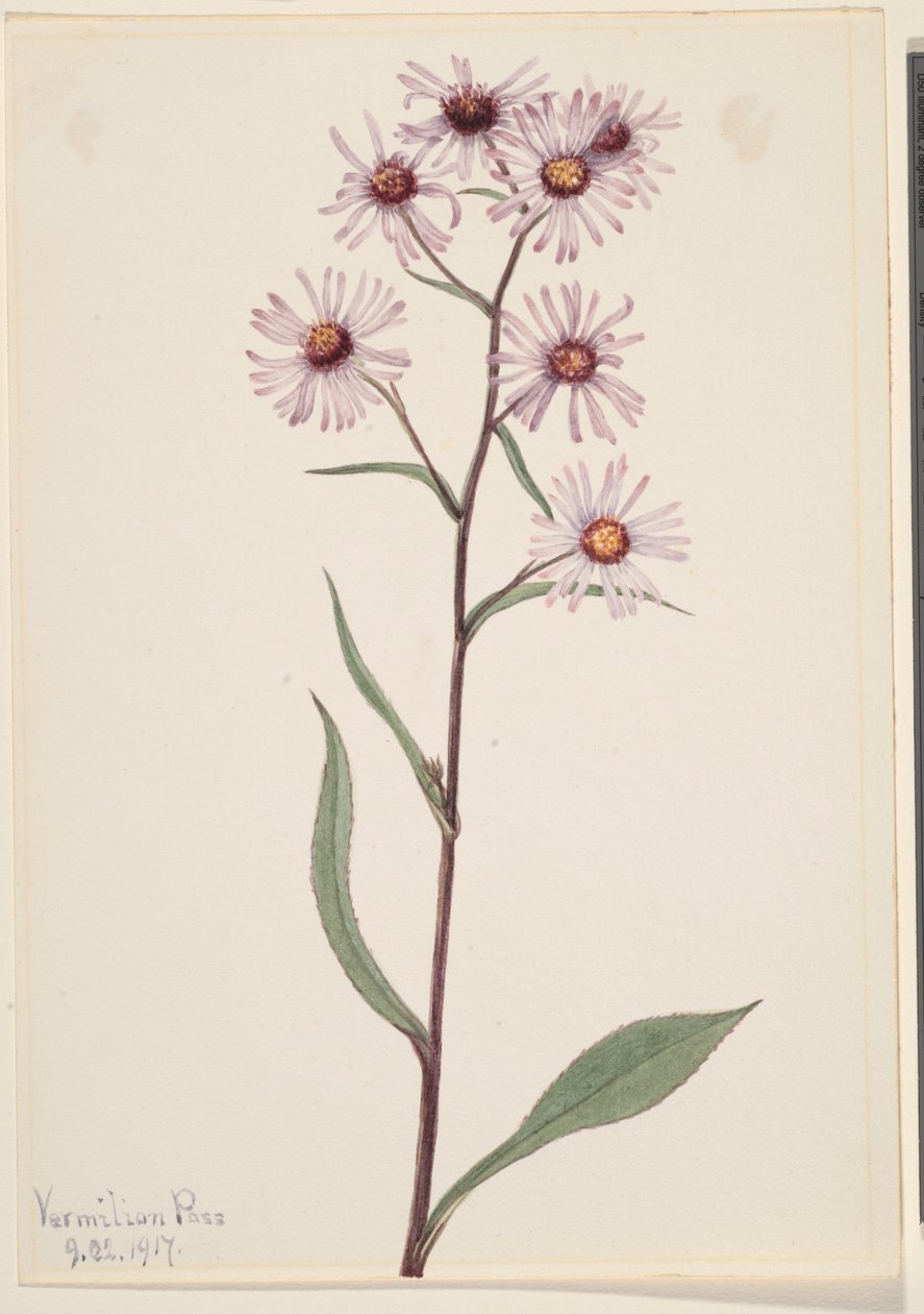 Näyttävä asteri (Aster conspicuus) tekijältä Mary Vaux Walcott