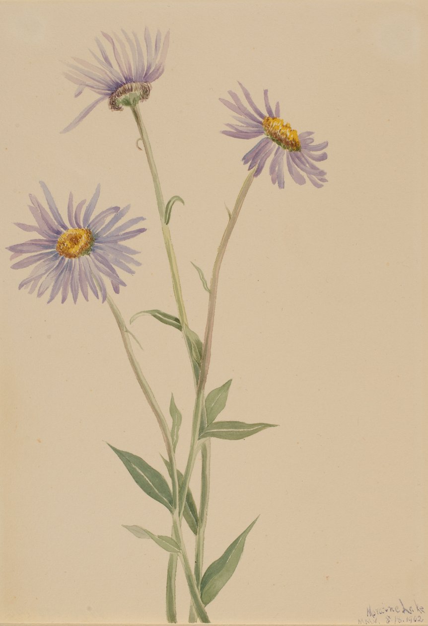 Näyttävä kirppis (Erigeron salsuginosus) tekijältä Mary Vaux Walcott