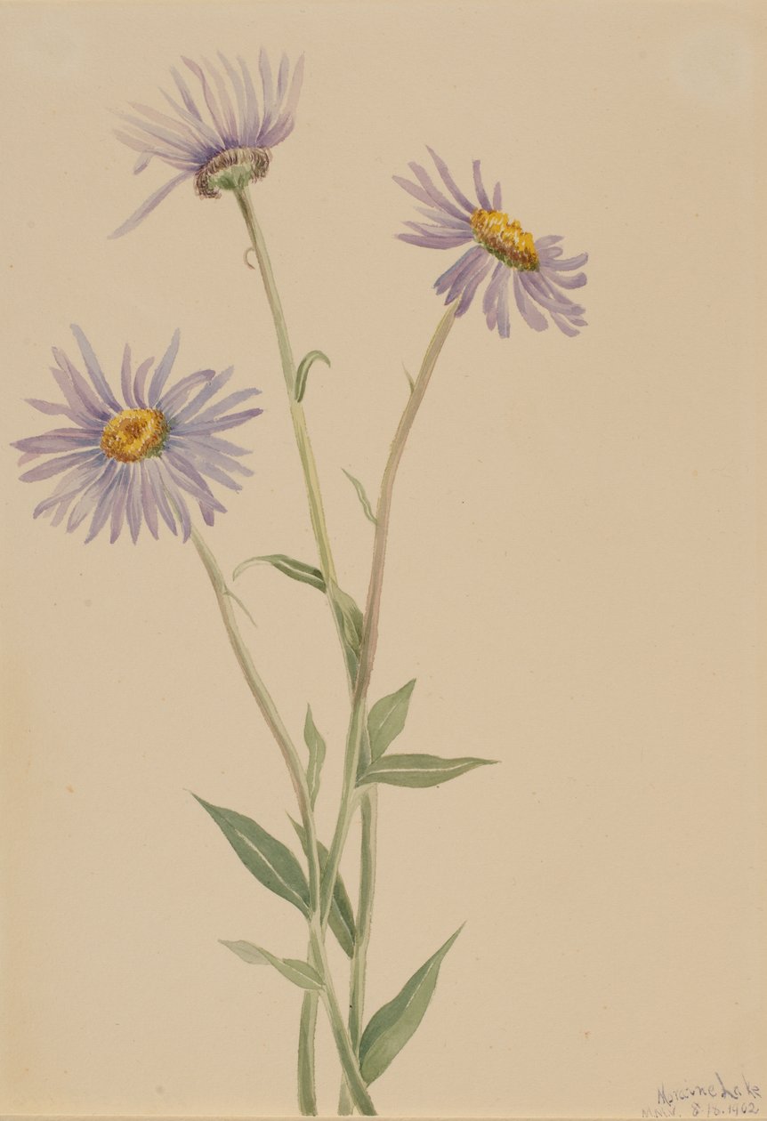 Näyttävä Fleabane Erigeron salsuginosus, 1902. tekijältä Mary Vaux Walcott