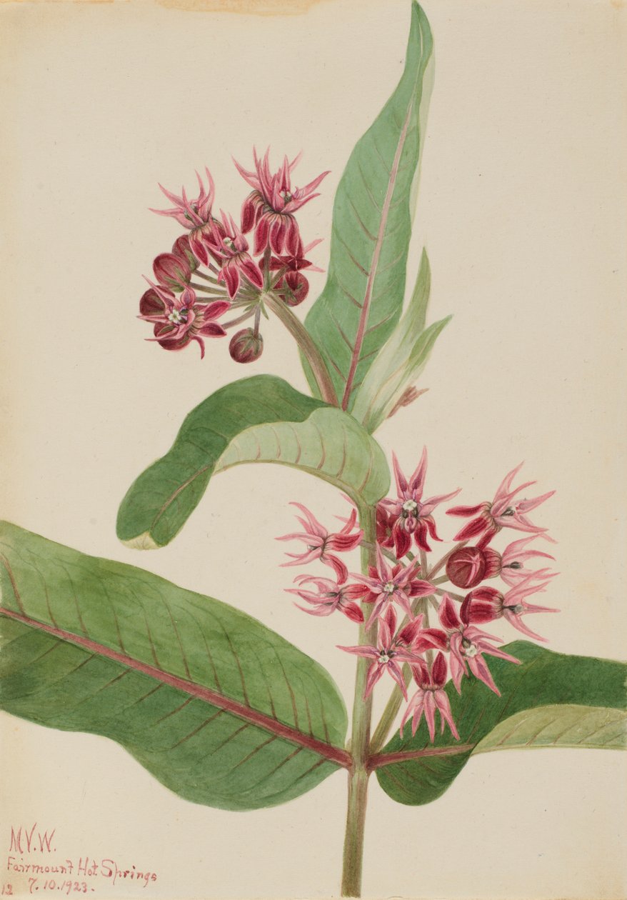 Näyttävä maitohorsma (Asclepias speciosa) tekijältä Mary Vaux Walcott