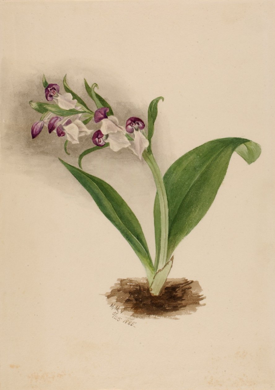 Showy Orchids Orchis spectabilis, 1885. tekijältä Mary Vaux Walcott