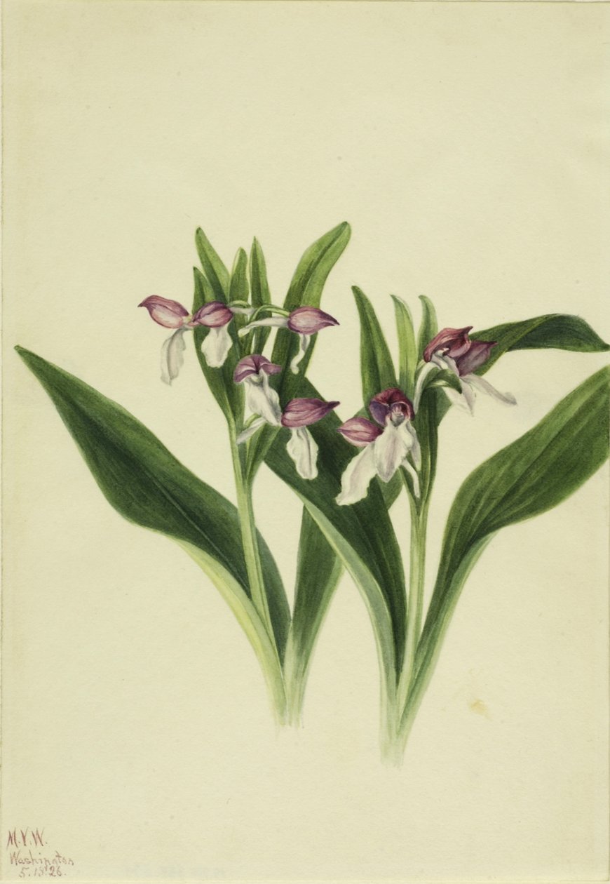 Näyttävä orkidea (Orchis spectabilis) tekijältä Mary Vaux Walcott
