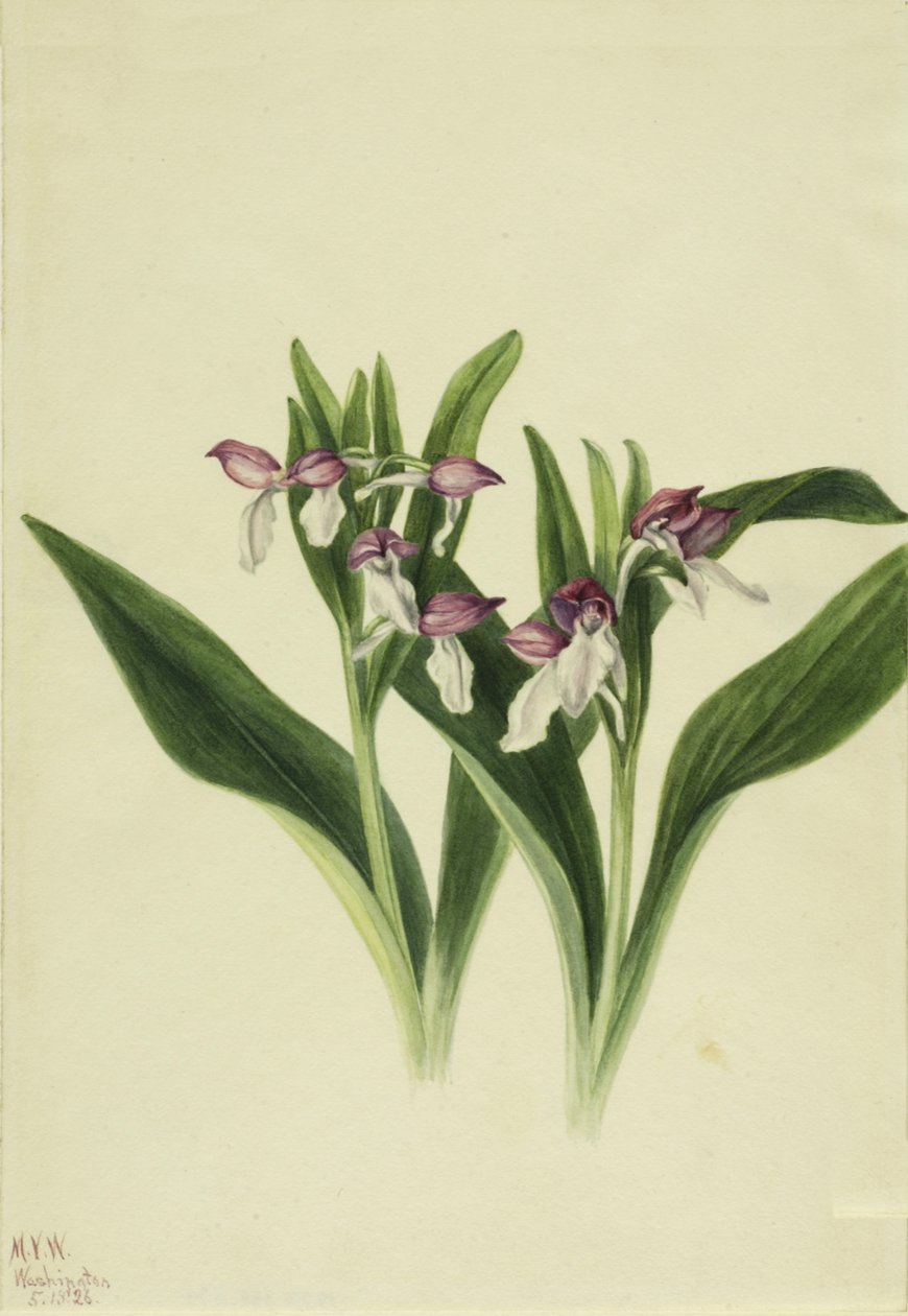 Näyttävä orkidea Näyttävä orkidea, 1926. tekijältä Mary Vaux Walcott