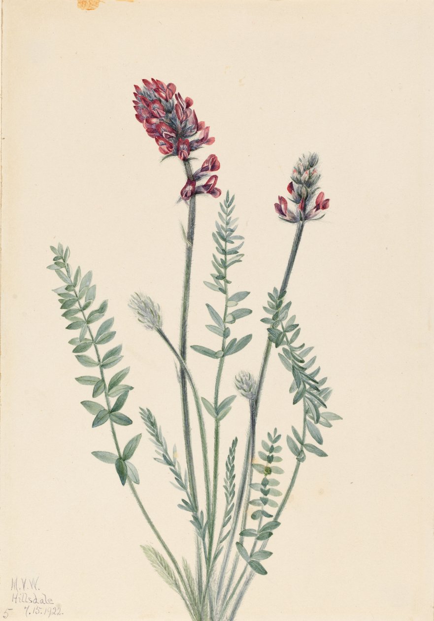 Näyttävä oksitrooppi (Oxytropis splendens) tekijältä Mary Vaux Walcott