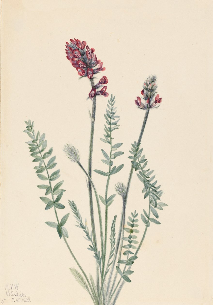 Showy Oxytrope Showy Oxytrope, 1922. tekijältä Mary Vaux Walcott