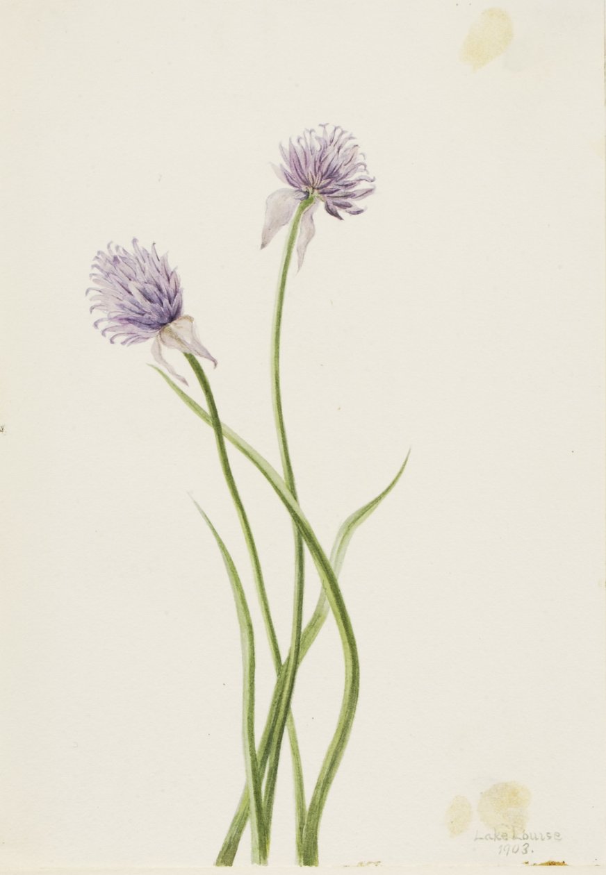 Siperian sipuli (Allium sibericum) tekijältä Mary Vaux Walcott