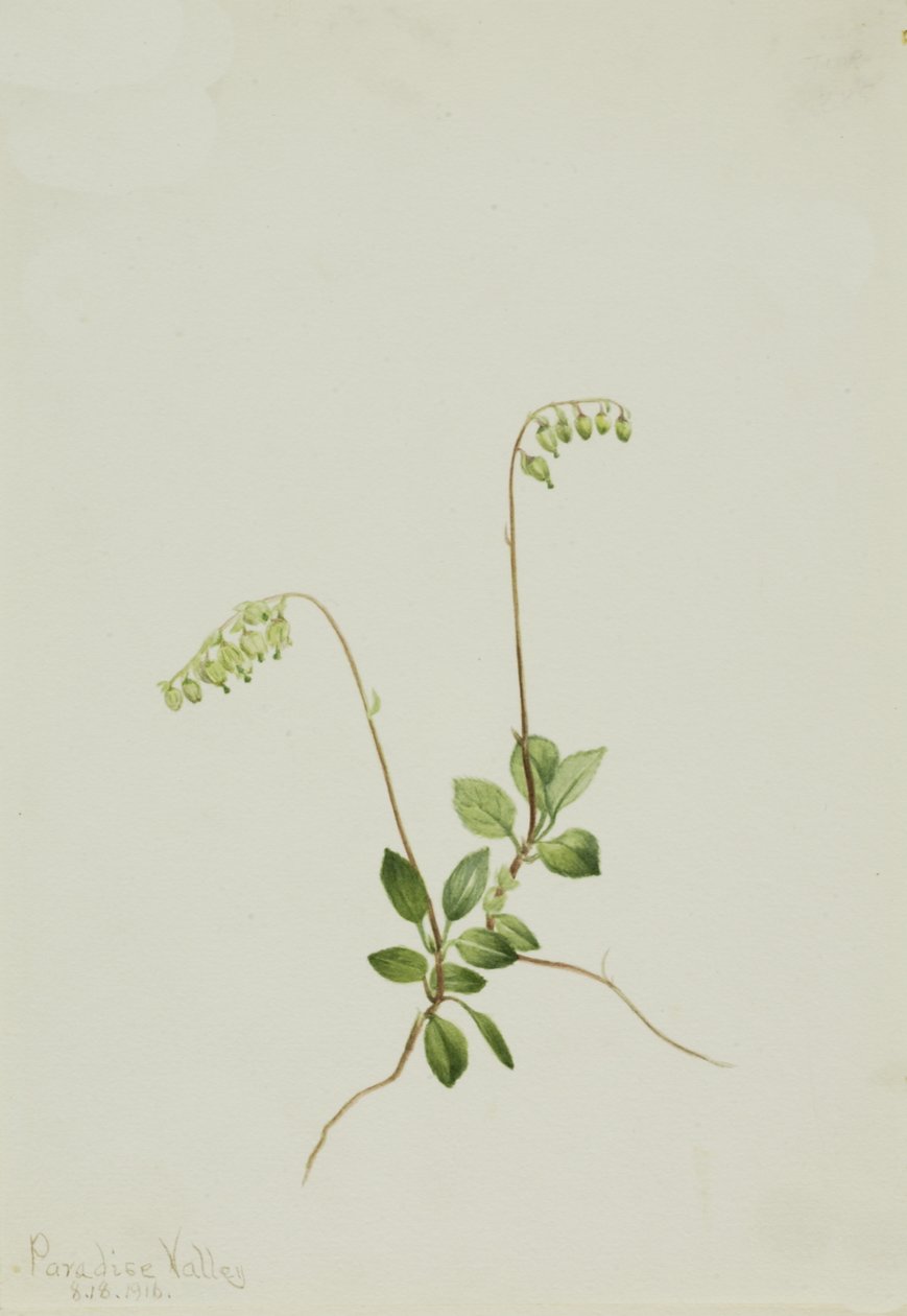 Sidebellin Pyrola Pyrola secunda, 1916. tekijältä Mary Vaux Walcott