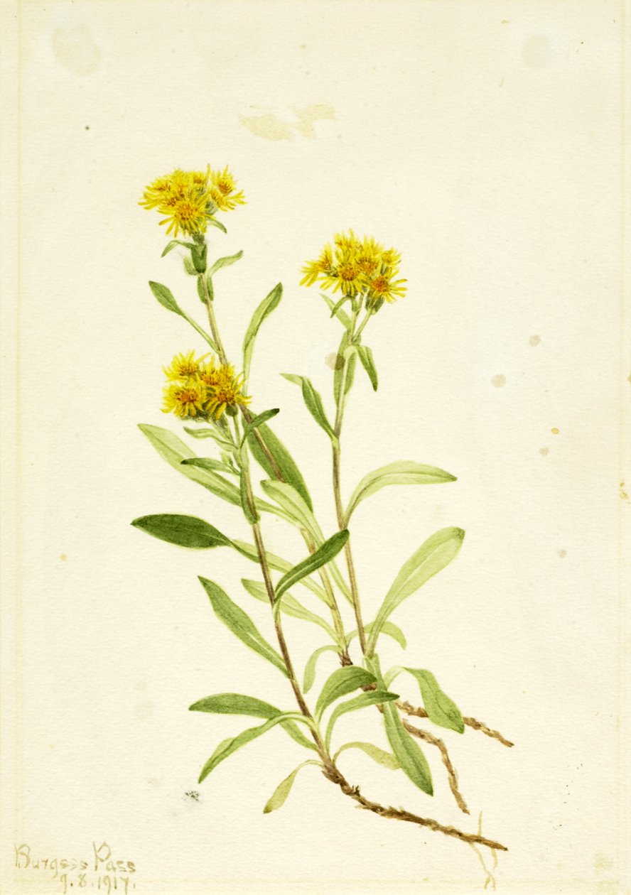 Sidesaddle Goldenrod, 1917. tekijältä Mary Vaux Walcott