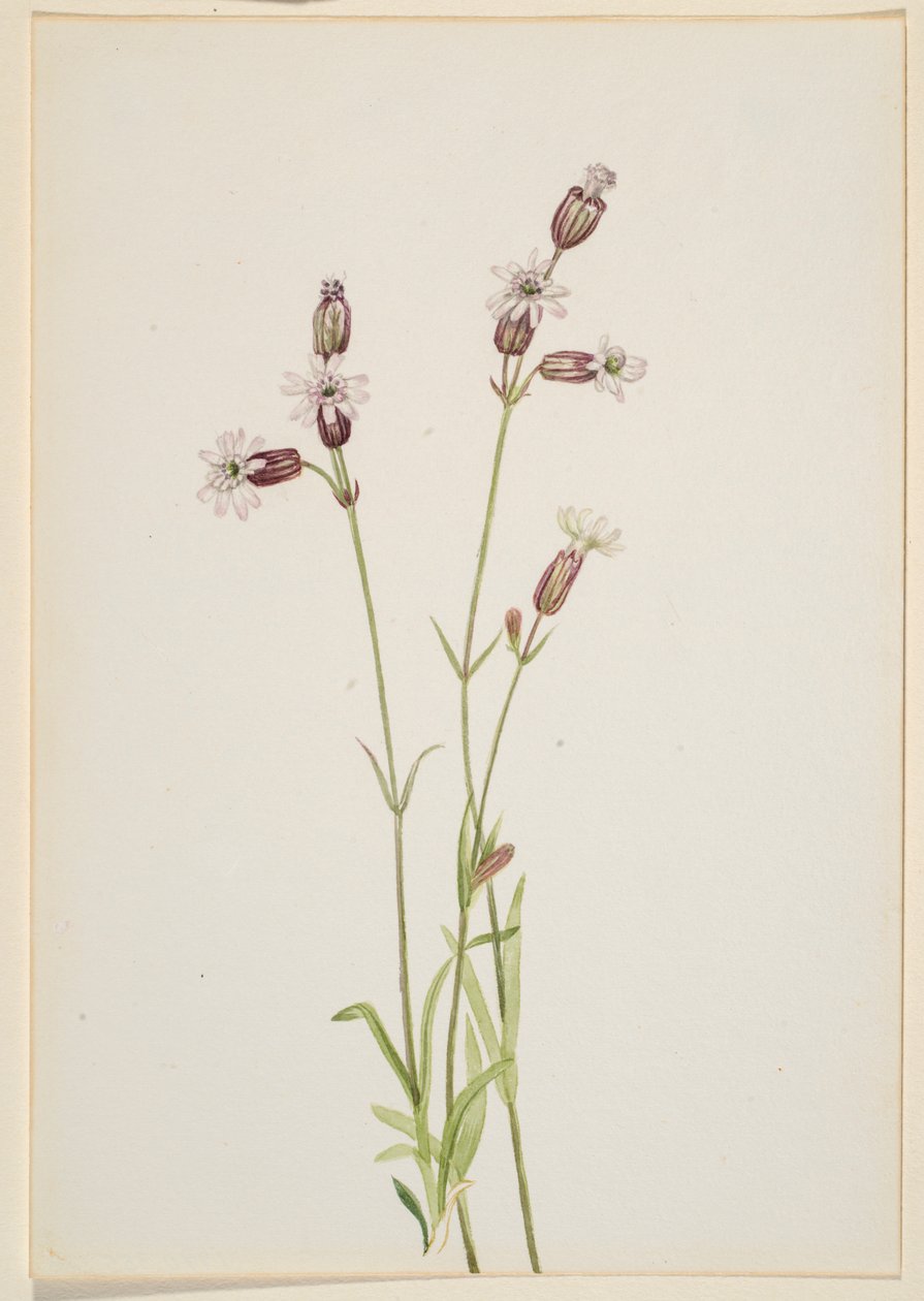Silene multicaulis tekijältä Mary Vaux Walcott