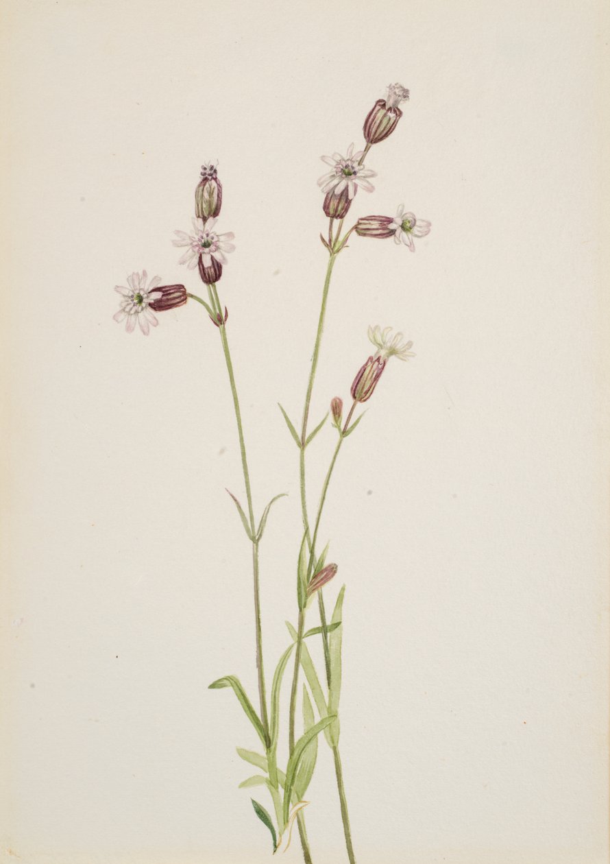 Silene multicaulis, n. 1900-1920. tekijältä Mary Vaux Walcott