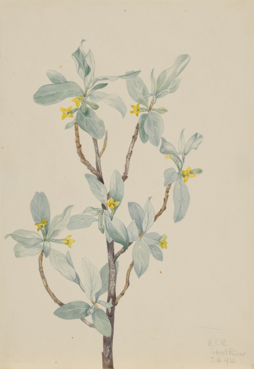 Hopeamarja (Elaeagnus commutata) tekijältä Mary Vaux Walcott