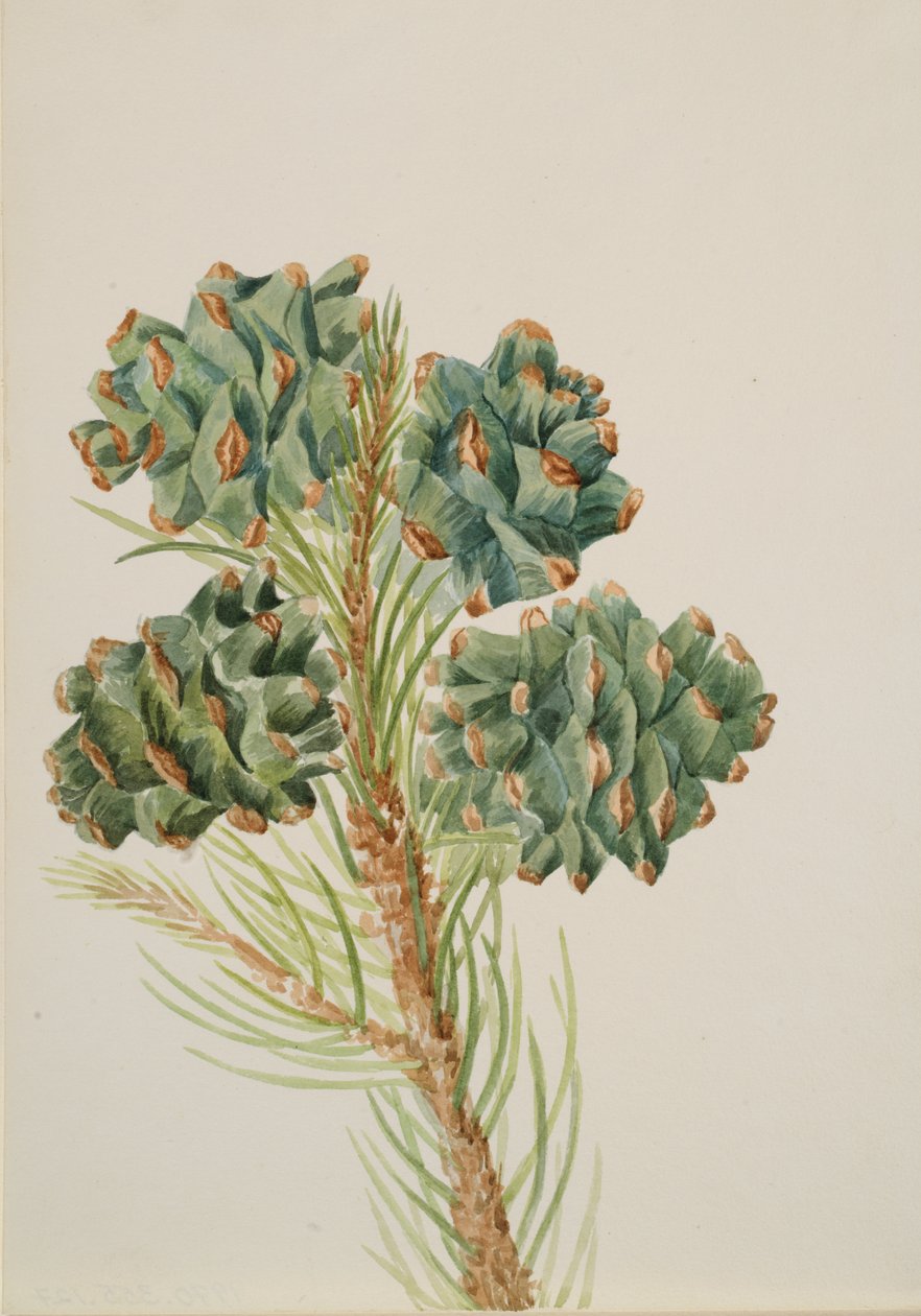 Yksilehtinen mänty Pinus monophylla, n. 1930-luku. tekijältä Mary Vaux Walcott