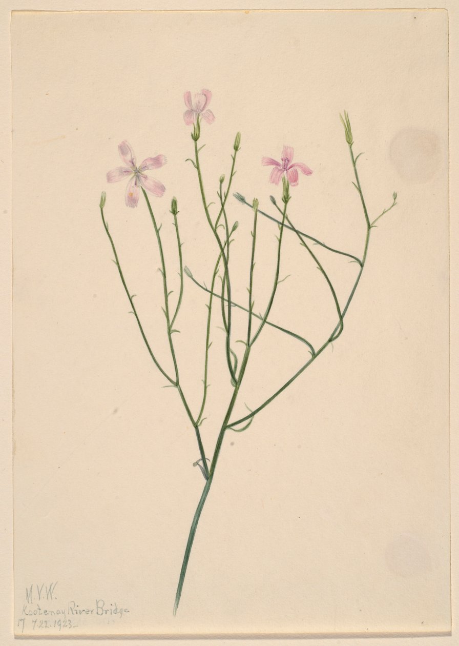 Luurankokukka (Lygodesmia juncea) tekijältä Mary Vaux Walcott