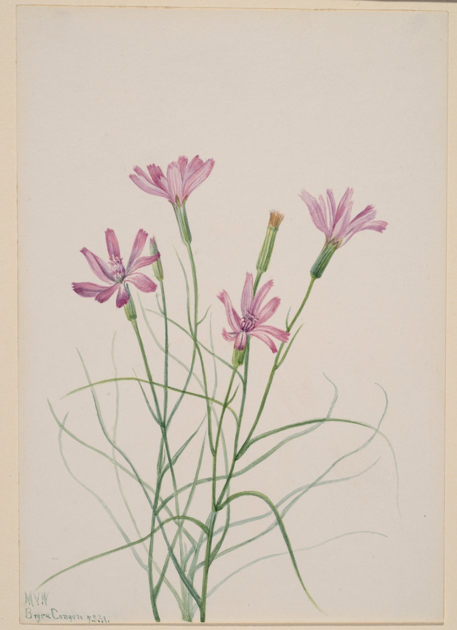 Luurankoruoho (Lygodesmia grandiflora) tekijältä Mary Vaux Walcott