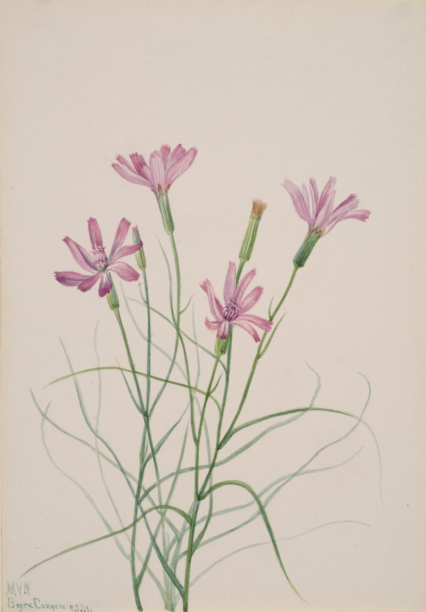 Skeleton Weed Lygodesmia grandiflora, 1931. tekijältä Mary Vaux Walcott
