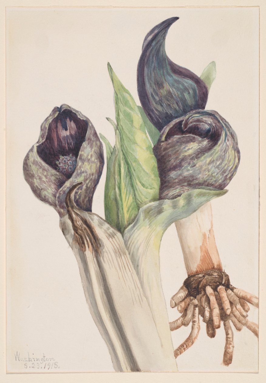 Haisunäätäkaali (Spathyema foetida) tekijältä Mary Vaux Walcott