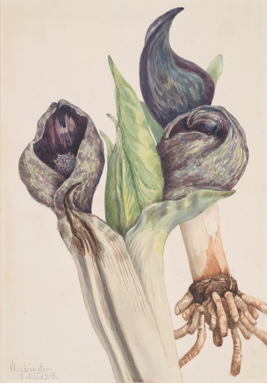 Spartiyema Poetida Sakunk Kabballe, 1918. tekijältä Mary Vaux Walcott