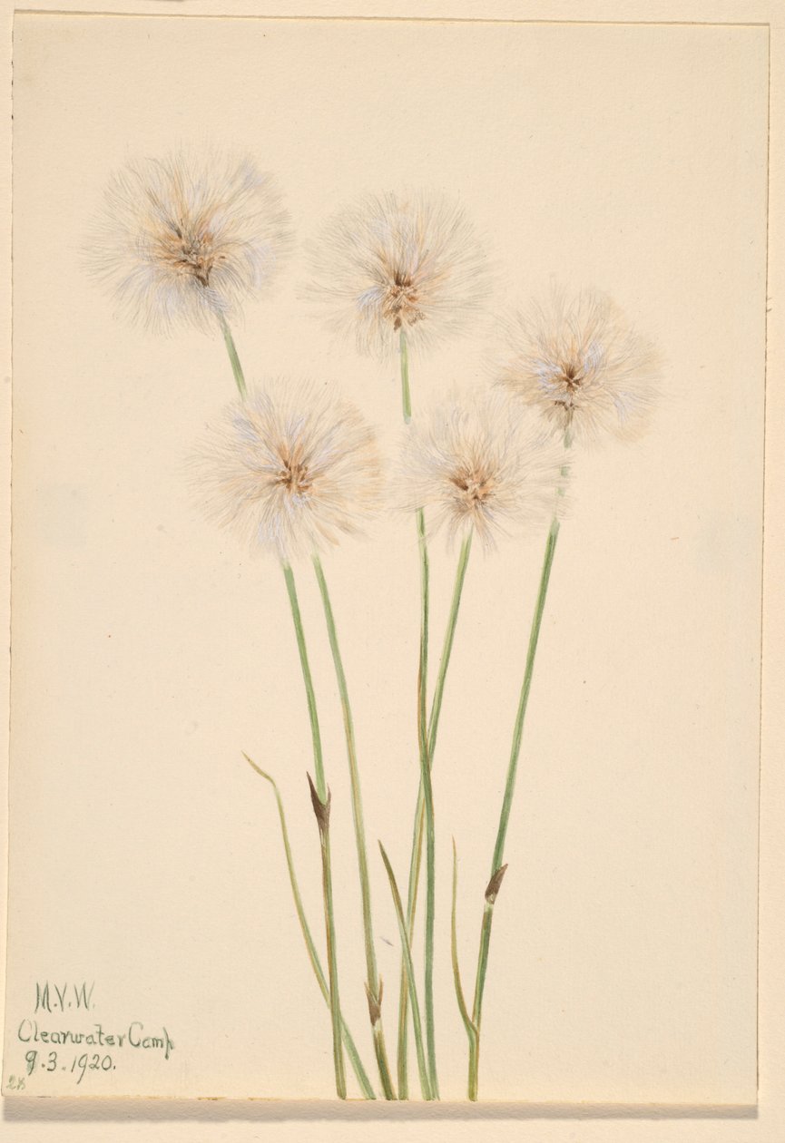 Hoikka puuvillaruoho (Eriophorum chamissonis) tekijältä Mary Vaux Walcott