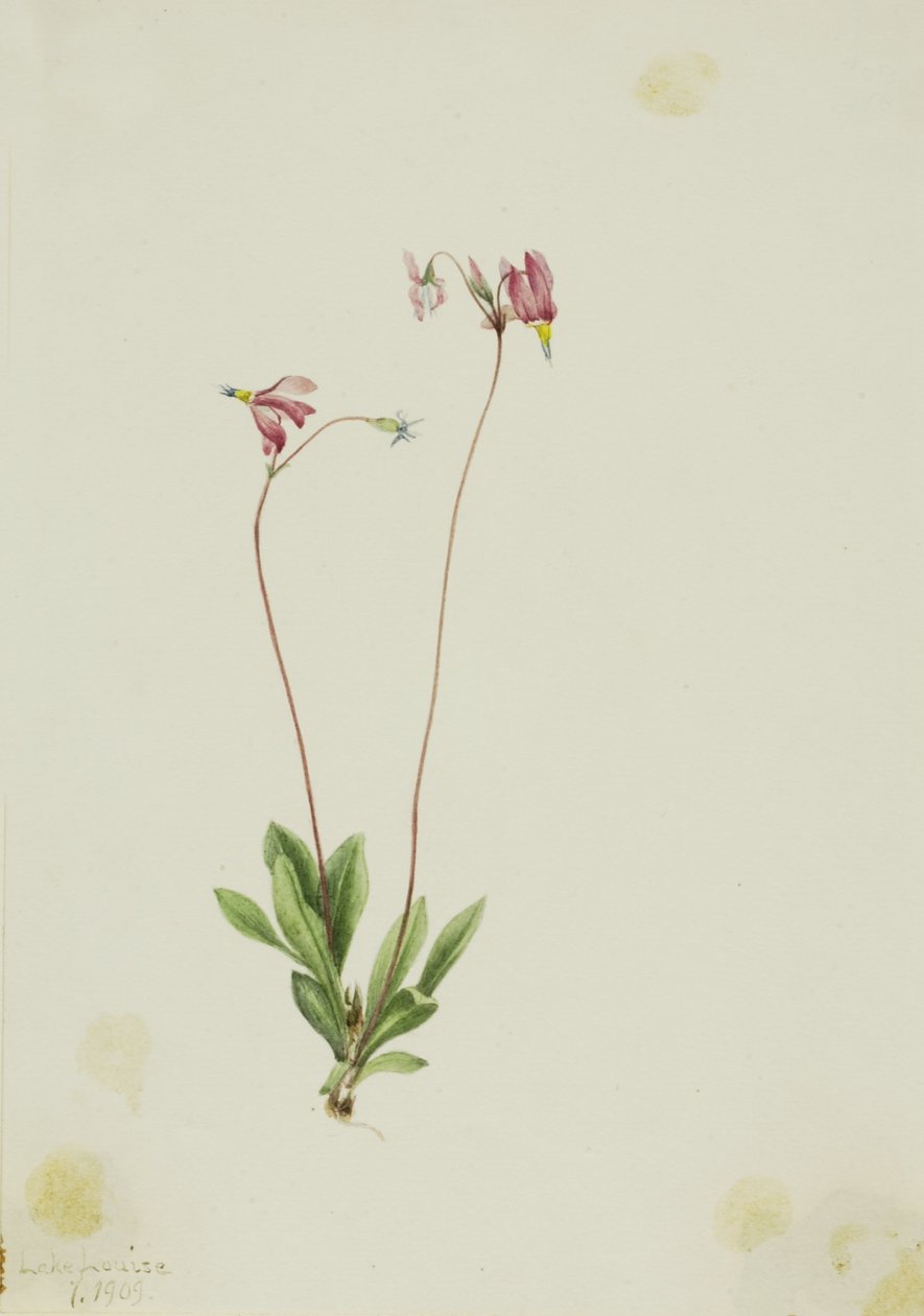 Hoikka Shootingstar (Dodecatheon pauciflorum) tekijältä Mary Vaux Walcott