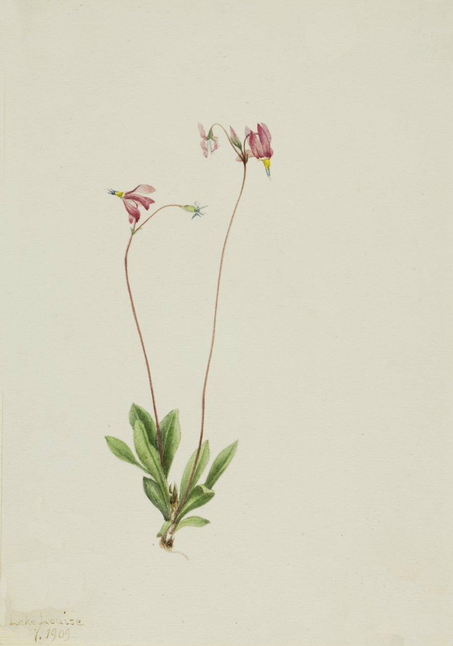 Hoikka Shooting Star Dodecatheon pauciflorum, 1909. tekijältä Mary Vaux Walcott