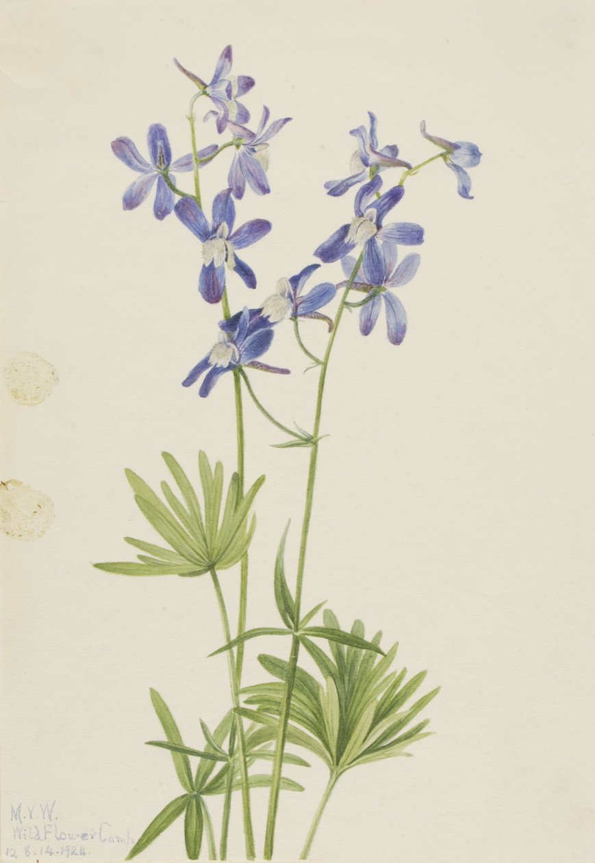 Ohut ritarinkukka (Delphinium depauperatum) tekijältä Mary Vaux Walcott