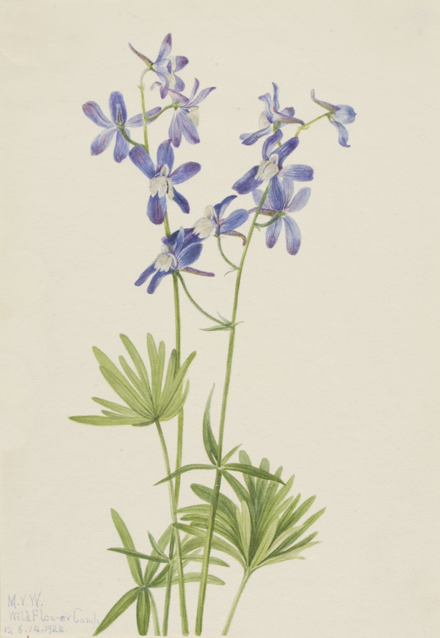 Slim Larkspur Dolphin köyhtynyt, 1924. tekijältä Mary Vaux Walcott