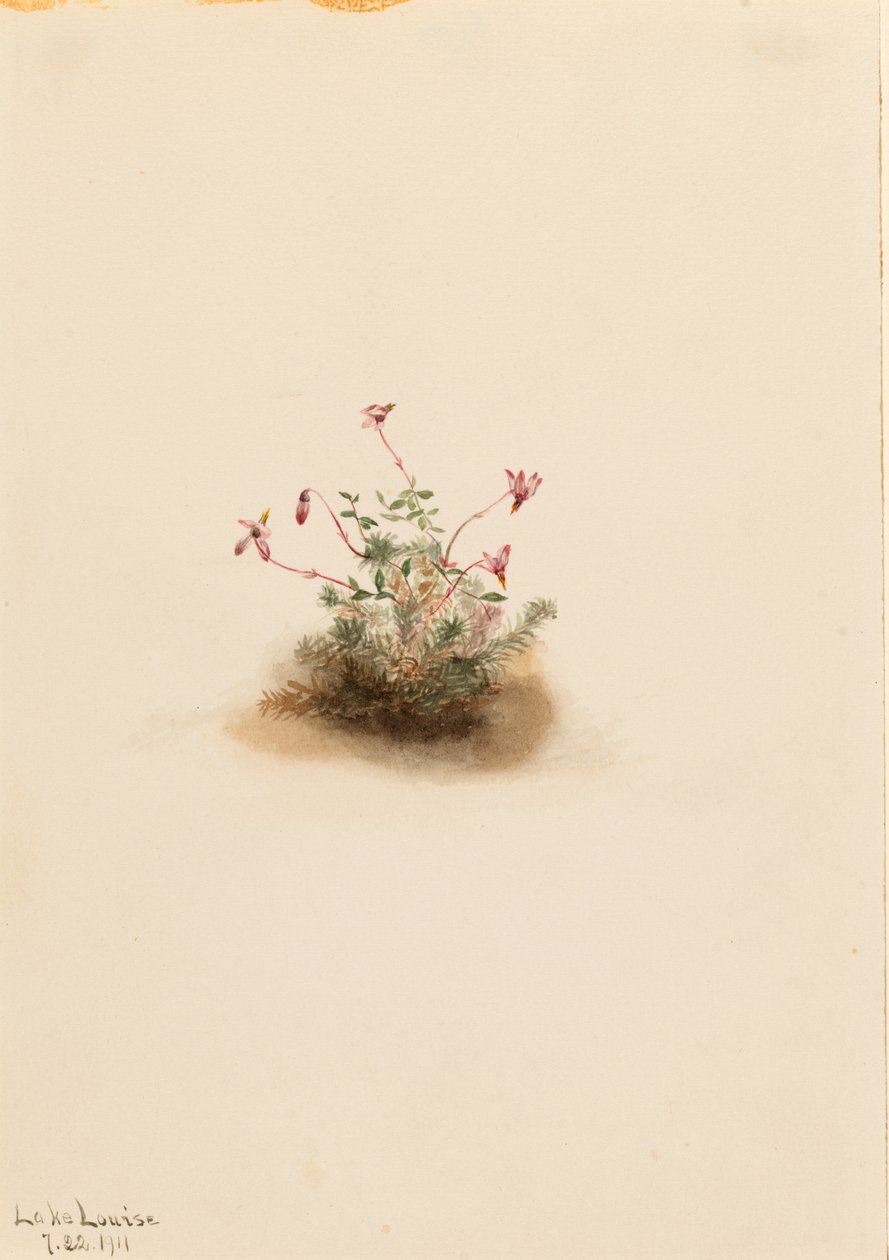 Pieni karpalo (Oxycoccus palustris) tekijältä Mary Vaux Walcott