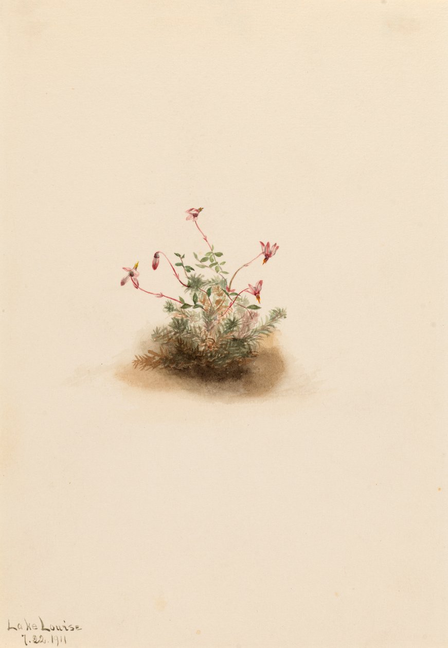 Pieni karpalo Oxycoccus palustris, 1911. tekijältä Mary Vaux Walcott